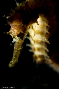 Seahorse .... by John Parker 